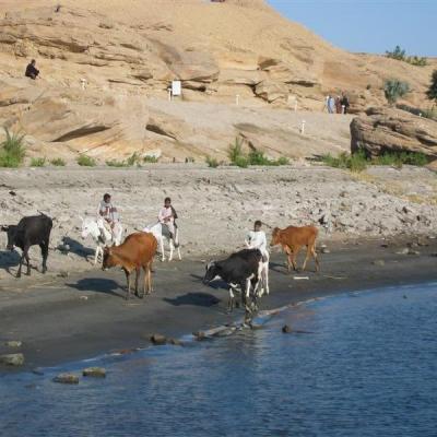 Dahabeya Naema2