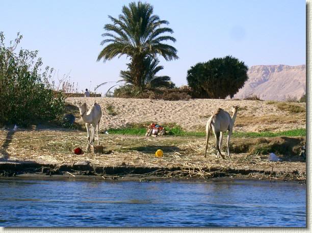 les rives du Nil