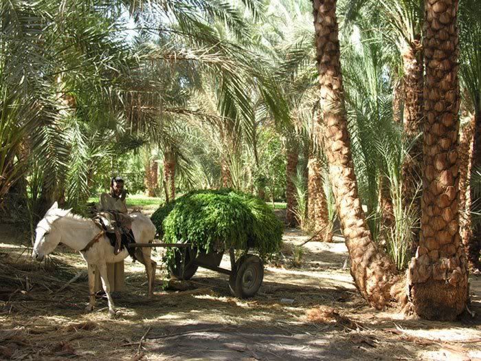 balade dans la campagne Egyptienne