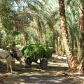 balade dans la campagne Egyptienne