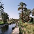 promenade dans les plantations le long du NIl